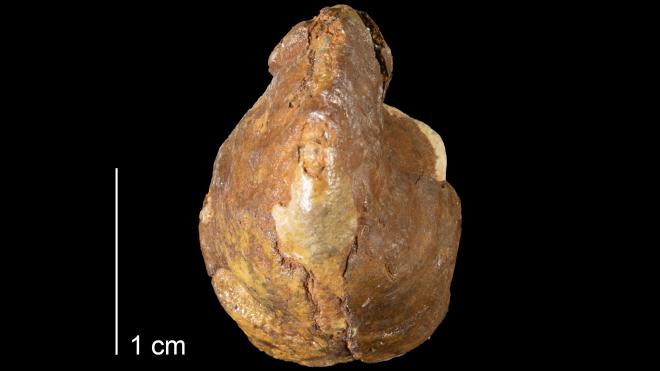 Photograph of fossil of Platyceras hornefferi (MPM P34889).