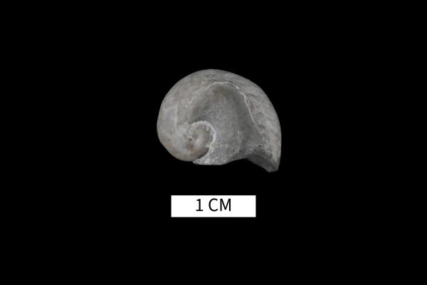 Platyceras keoughi