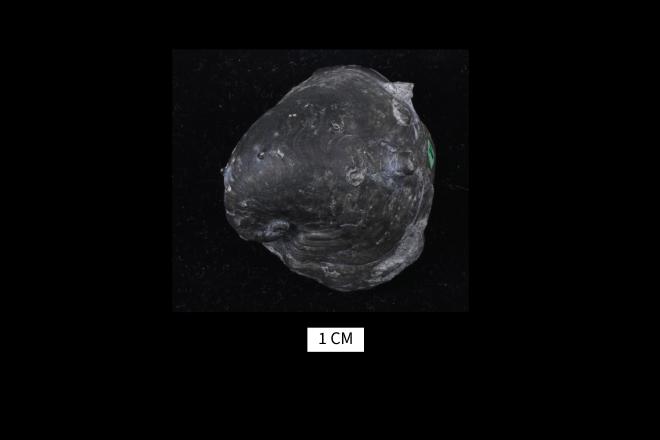 Platyceras reticulatum