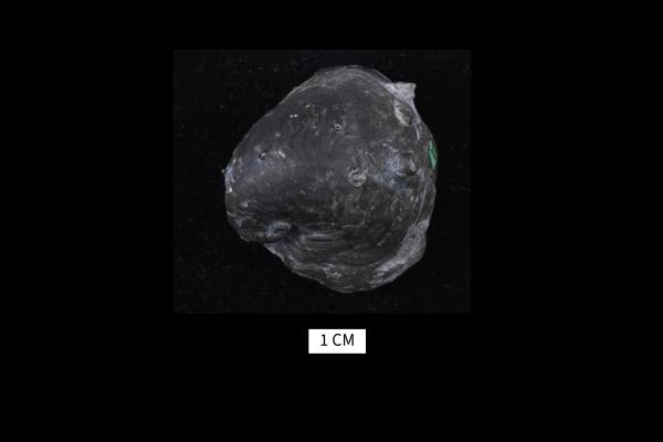 Platyceras reticulatum