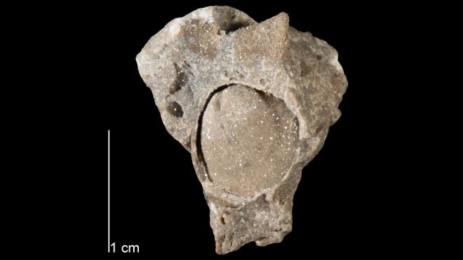 Photograph of fossil of Productella spinulicosta (MPM P15086-1).