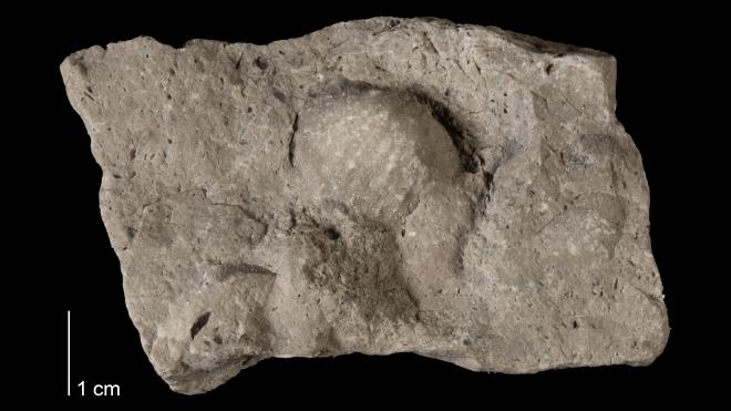 Photograph of fossil of Productella spinulicosta (MPM P15086-2).