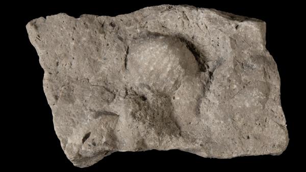 Productella spinulicosta