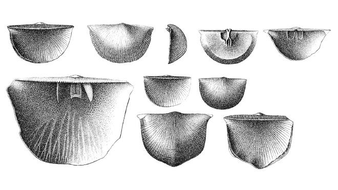 Hall illustration of fossil of Protodouvillina inequistriata.