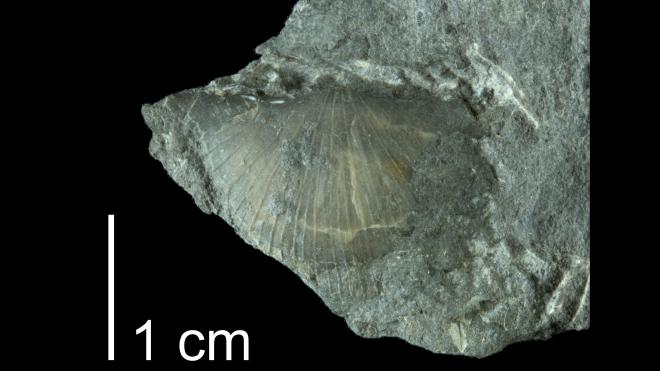 Photograph of fossil of Protodouvillina inequistriata (PRI 109515).