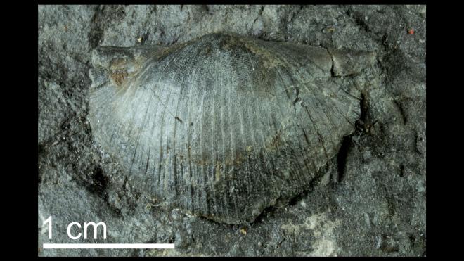 Photograph of fossil of Protodouvillina inequistriata (PRI 109525).