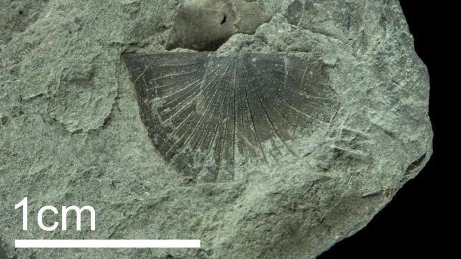 Photograph of fossil of Protodouvillina inequistriata (PRI 109630).