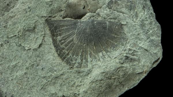 Protodouvillina inequistriata