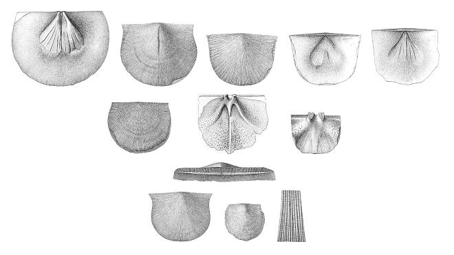 Hall illustration of fossil of Protoleptostrophia perplana.
