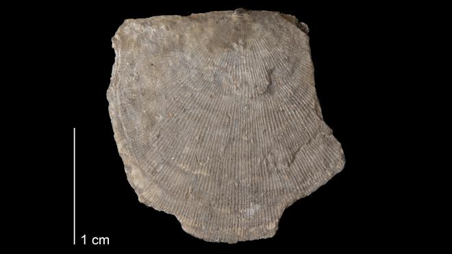 Photograph of fossil of Protoleptostrophia perplana (MPM P48).