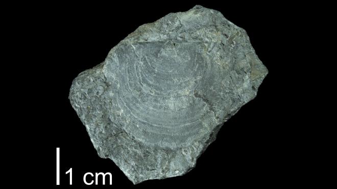Photograph of fossil of Protoleptostrophia perplana (PRI 109555).