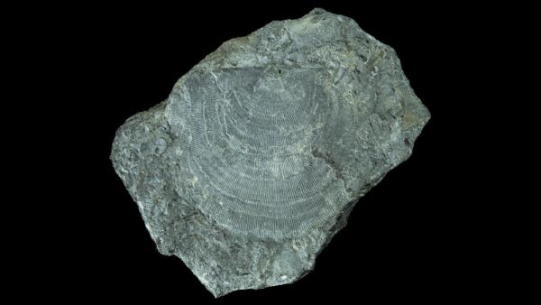 Protoleptostrophia perplana