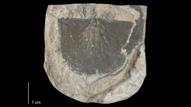 Photograph of fossil of Protoleptostrophia serrata (MPM P5039).