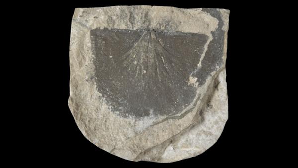 Protoleptostrophia serrata