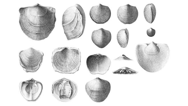 Illustrations of fossil of Pseudoatrypa devoniana from Hall.
