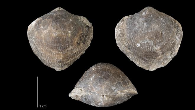 Photograph of fossil of Pseudoatrypa devoniana (MPM P35247).