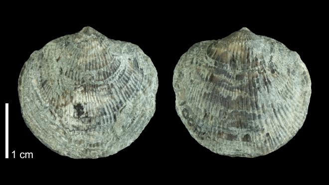 Photograph of fossil of Pseudoatrypa devoniana (PRI 109535).