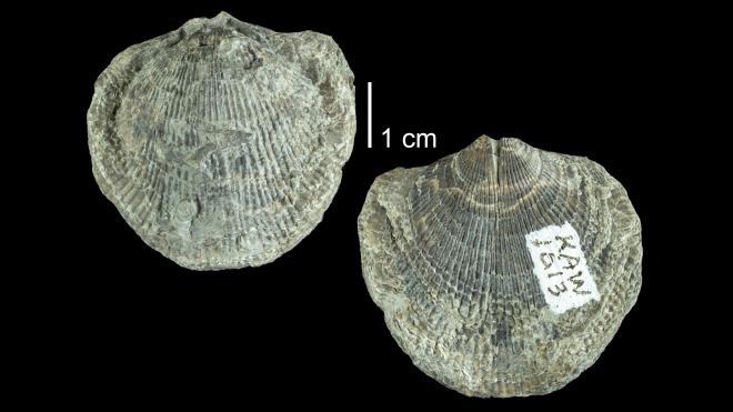 Photograph of fossil of Pseudoatrypa devoniana (PRI 109552).