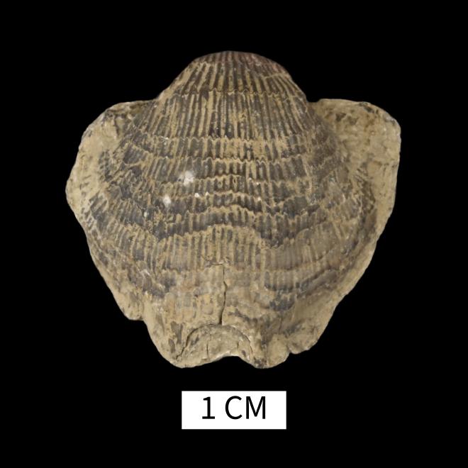 Pseudoatrypa devoniana (Webster, 1921) image