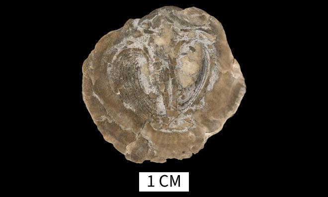 Pseudoatrypa devoniana (Webster, 1921) image