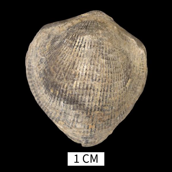 Pseudoatrypa keslingi