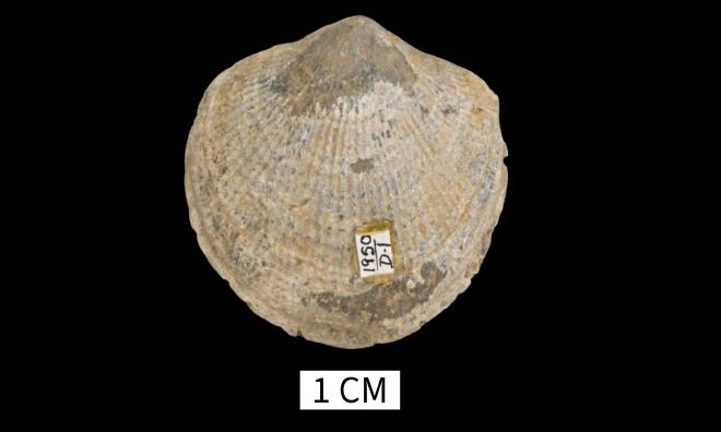 Pseudoatrypa keslingi Jensen and Wicander, 2011 image