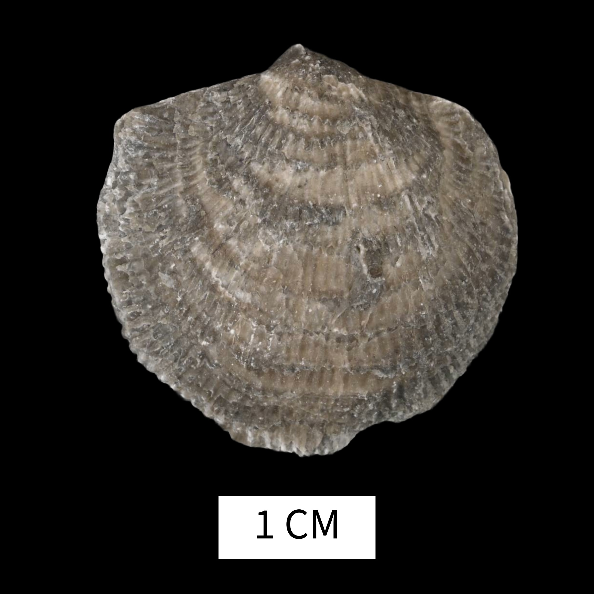 Pseudoatrypa reticularis · Devonian Atlas of Ancient Life