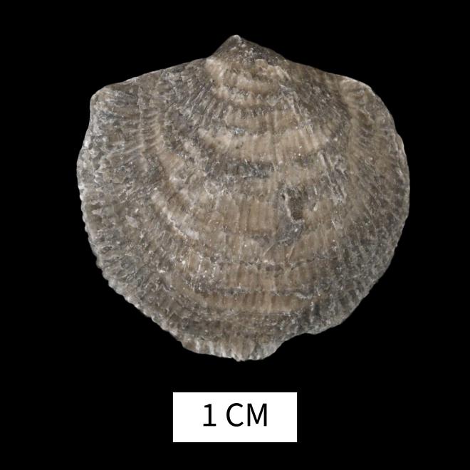 Pseudoatrypa reticularis (Linne, 1758) image