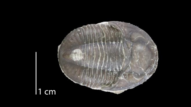 Photograph of fossil of Pseudodechenella rowi (PRI 83454).