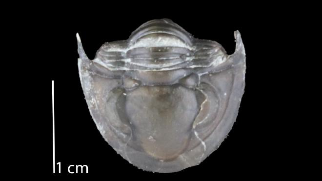 Photograph of fossil of Pseudodechenella rowi (PRI 83454).