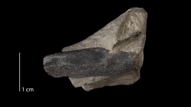 Photograph of fossil of Ptyctodus calceolus (MPM VP718).
