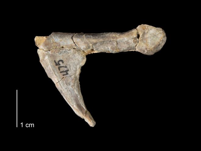 Photograph of fossil of Ptyctodus ferox (MPM VP475).