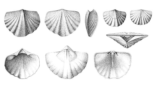 Illustrations of fossil of Pustulatia pustulosa from Hall.