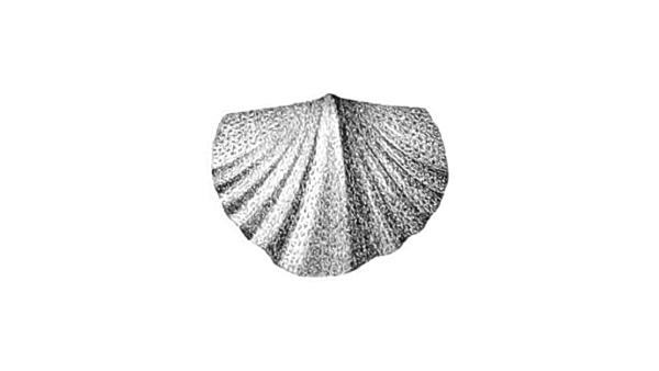 Pustulatia pustulosa