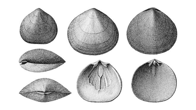 Hall illustration of fossil of Rhipidomella leucosia.