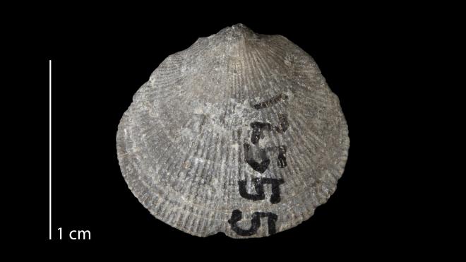 Photograph of fossil of Rhipidomella leucosia (MPM P12555).