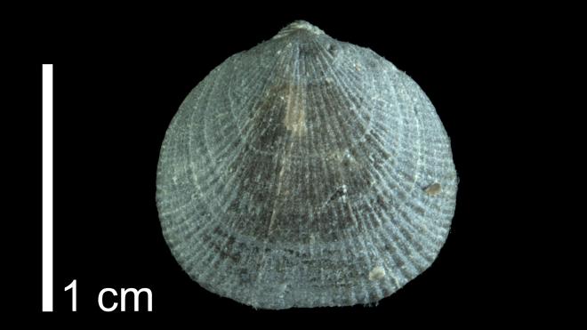 Photograph of fossil of Rhipidomella leucosia (PRI 109545).