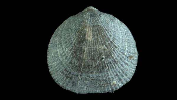 Rhipidomella leucosia