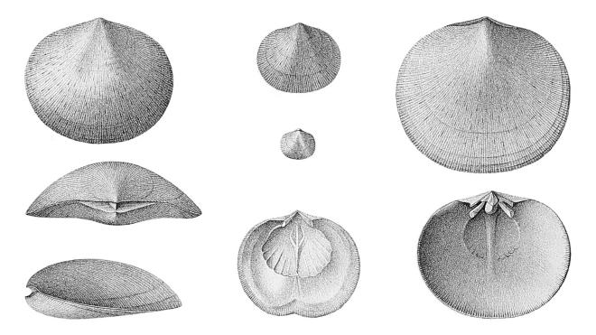 Hall illustrations of fossils of Rhipidomella penelope.