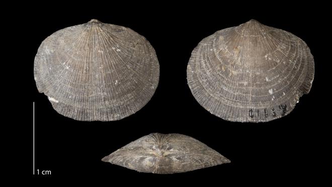 Photograph of fossil of Rhipidomella penelope (MPM P11117).