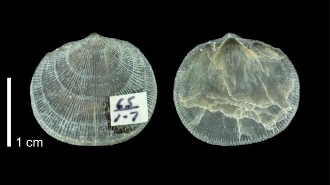 Photograph of fossil of Rhipidomella penelope (PRI 109498).