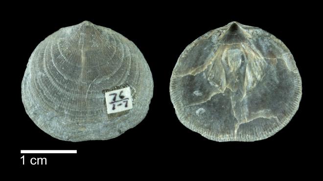 Photograph of fossil of Rhipidomella penelope (PRI 109500).