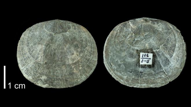 Photograph of fossil of Rhipidomella penelope (PRI 109508).