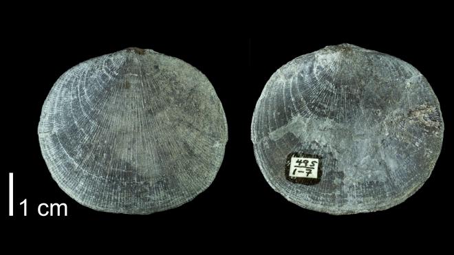 Photograph of fossil of Rhipidomella penelope (PRI 109531).