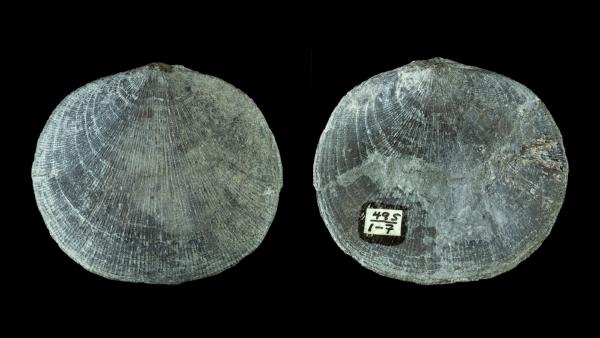 Rhipidomella penelope