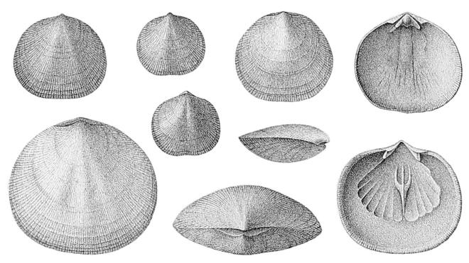 Illustrations of fossils of Rhipidomella vanuxemi from Hall