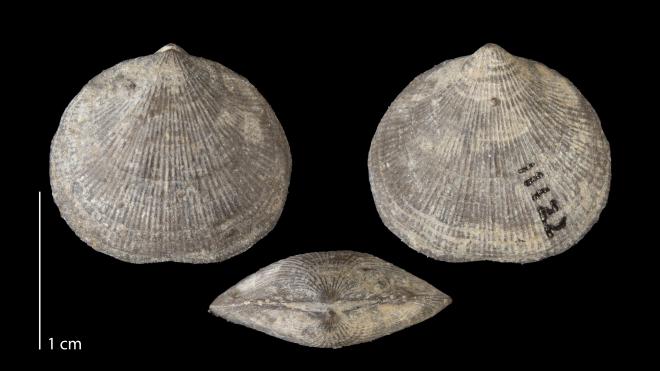 Photograph of fossil of Rhipidomella vanuxemi (MPM P11122).