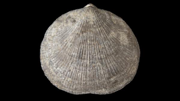 Rhipidomella vanuxemi