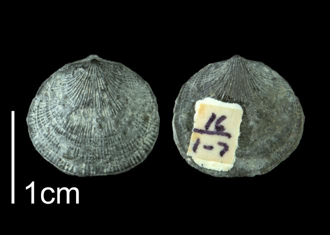 Photograph of fossil of Rhipidomella vanuxemi (PRI 109483).