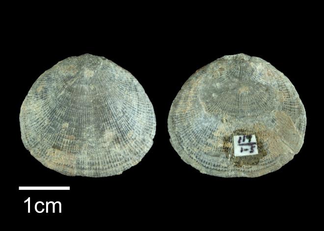 Photograph of fossil of Rhipidomella vanuxemi (PRI 109510).